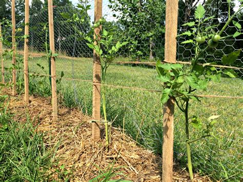 how to stake tomatoes